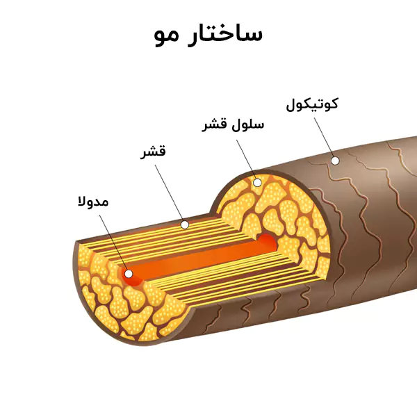 ساختار ریز تار مو