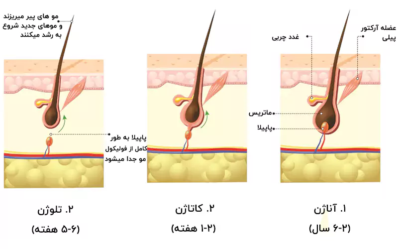 سه مرحله رشد مو